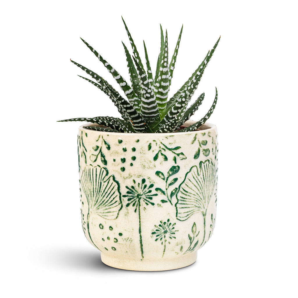 Haworthia fasciala Big Band 8.5x14cm house plant in Emilia Pot Green 11x11cm