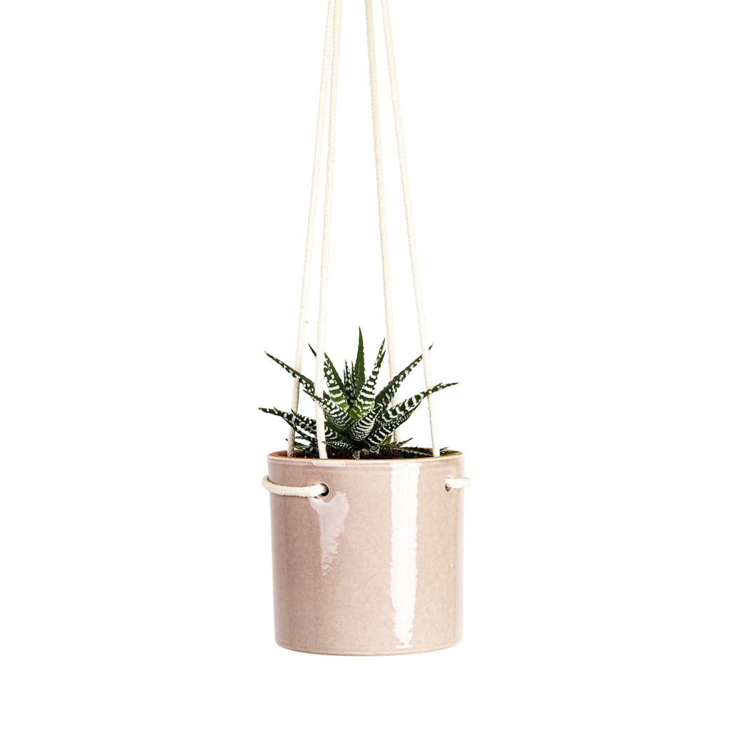 Haworthia fasciala Big Band 8.5x14cm House Plant In Kai Hanging Pot Blush 11x10cm close up