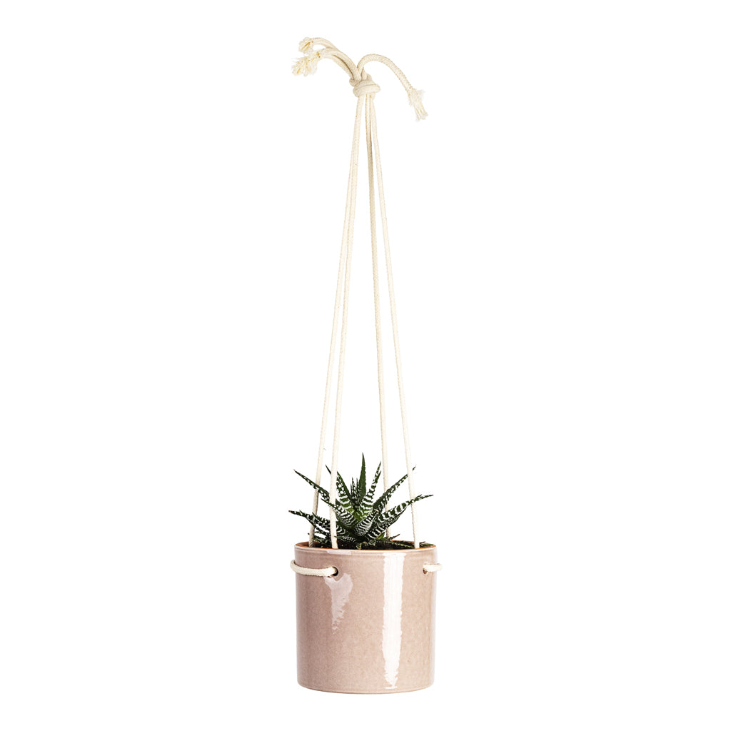 Haworthia fasciala Big Band 8.5x14cm House Plant In Kai Hanging Pot Blush 11x10cm 