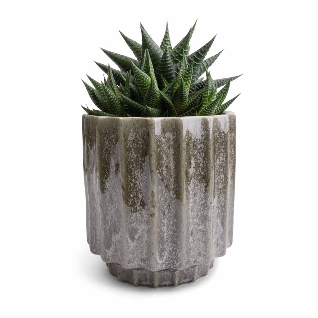 Haworthiopsis limifolia - Fairy Washboard & Lugano Scalloped Plant Pot - Green