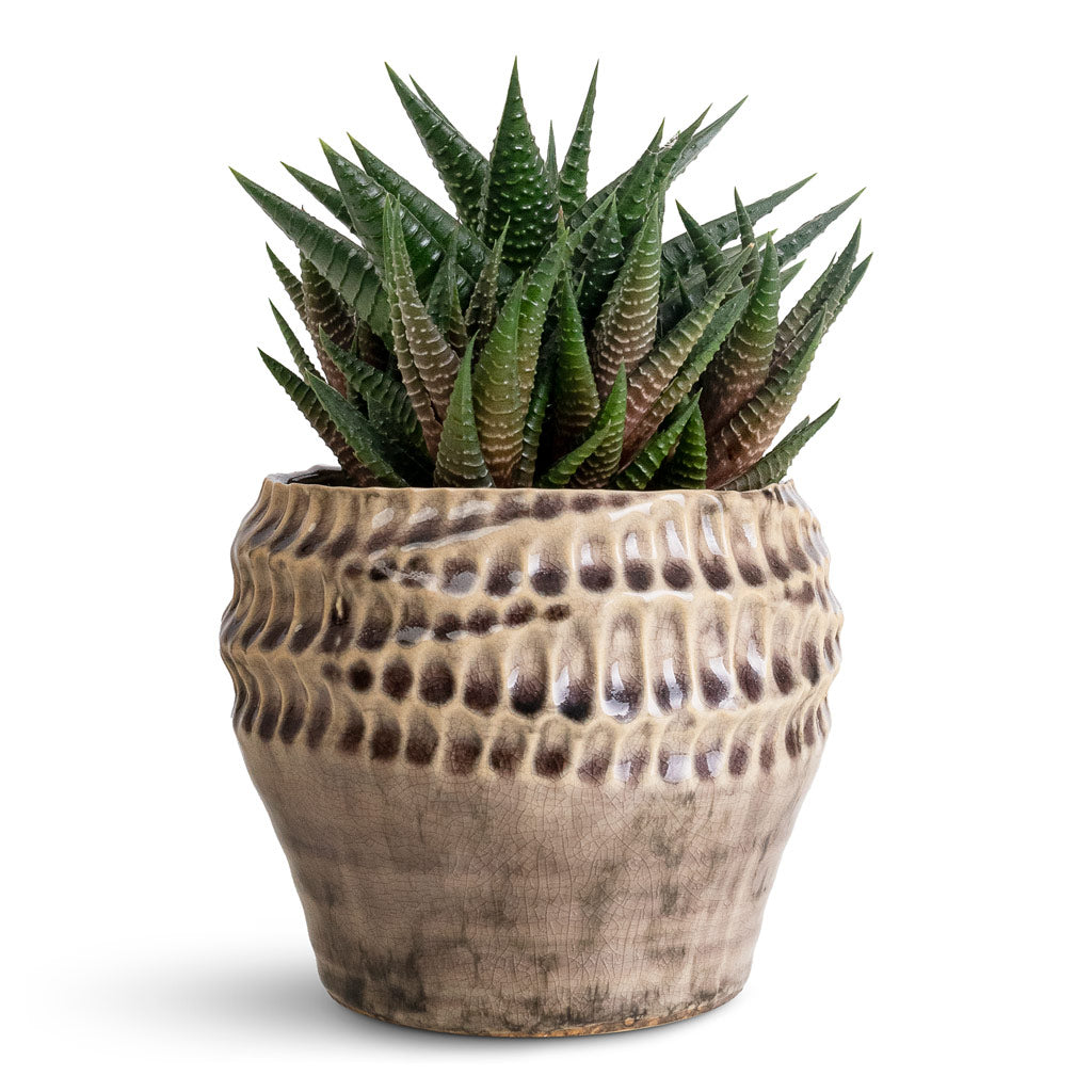 Haworthiopsis Limifolia Fairy Washboard - 8.5x14cm In Deb Pot Aubergine - 13x11cm