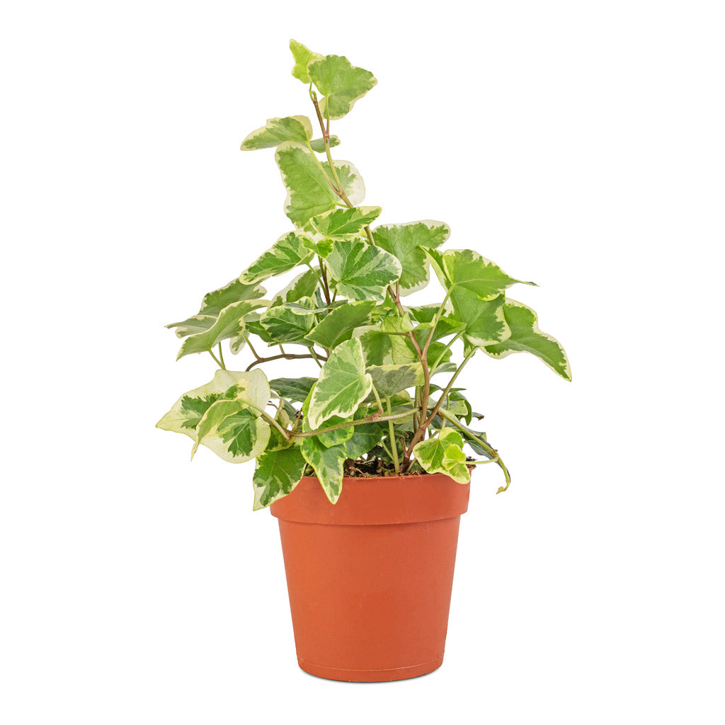 Hedera helix White Wonder - English Ivy