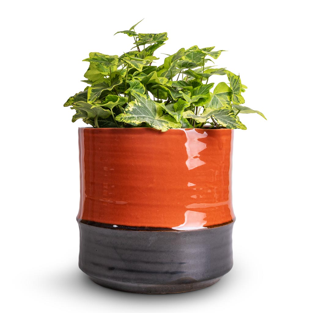 Hedera helix Golden Kolibri - English Ivy & Marlijn Plant Pot - Coral