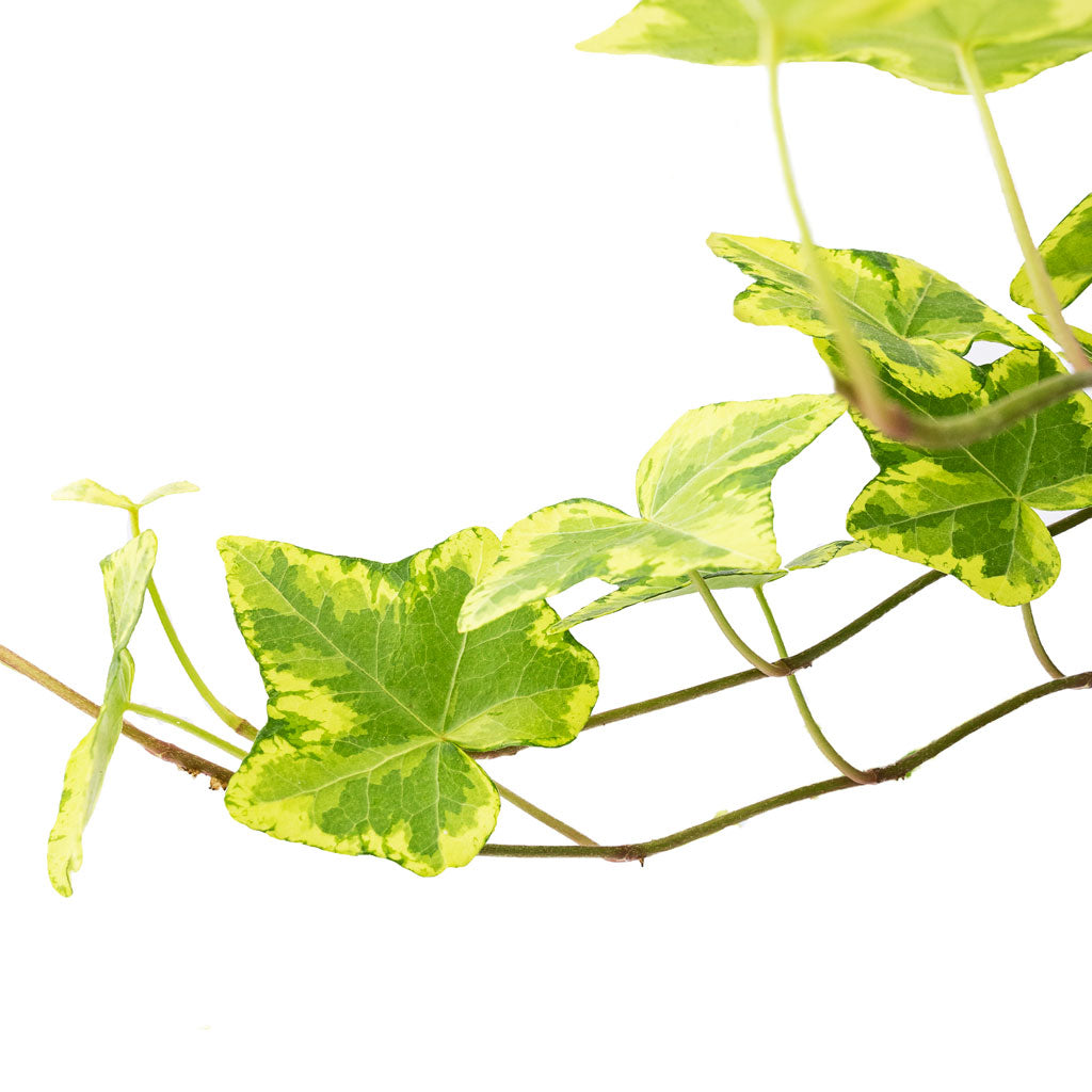 Hedera helix Golden Kolibri English Ivy 19x100cm Sahara Hanging Pot Slate 24x16cm