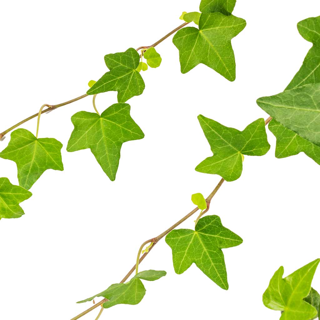 Hedera helix Pittsburgh - English Ivy