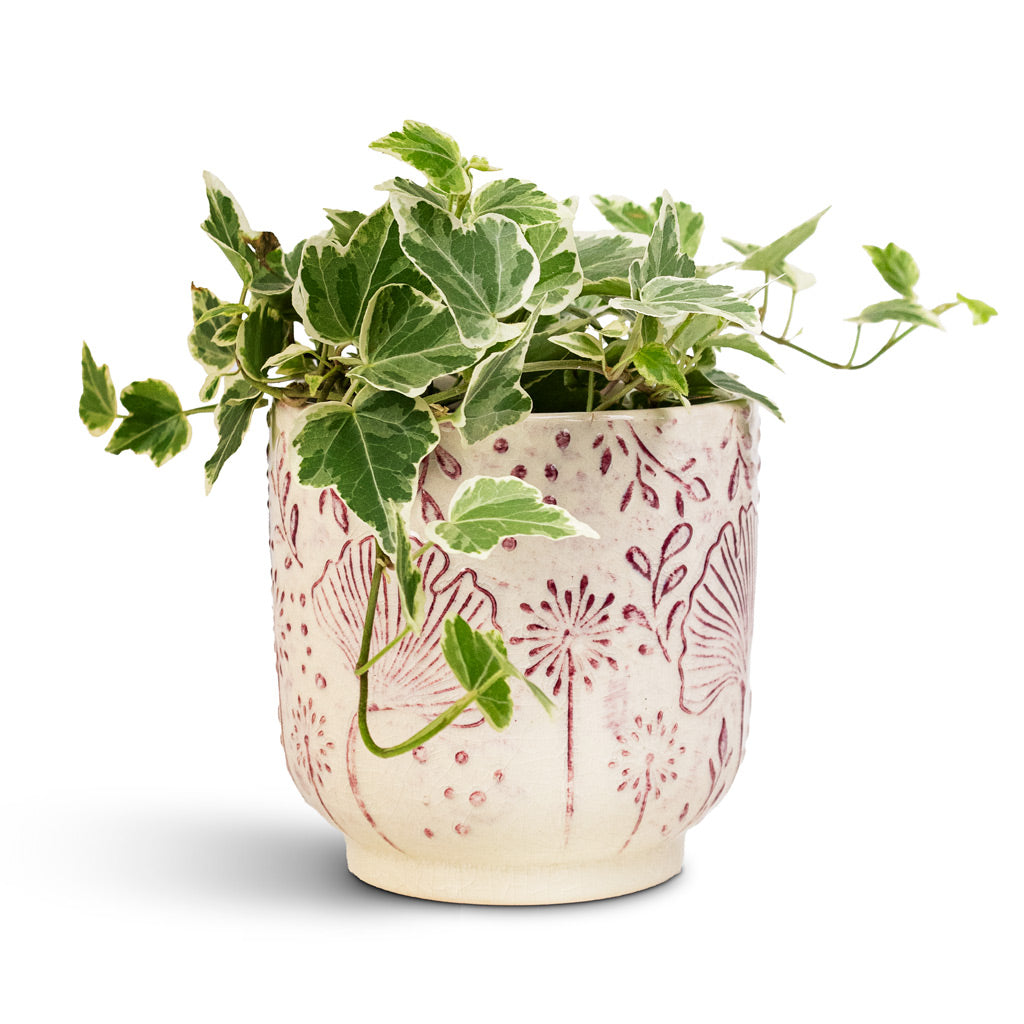 Hedera helix White Wonder English Ivy 9x10cm house plant in Emilia Pot Pink 11x11cm