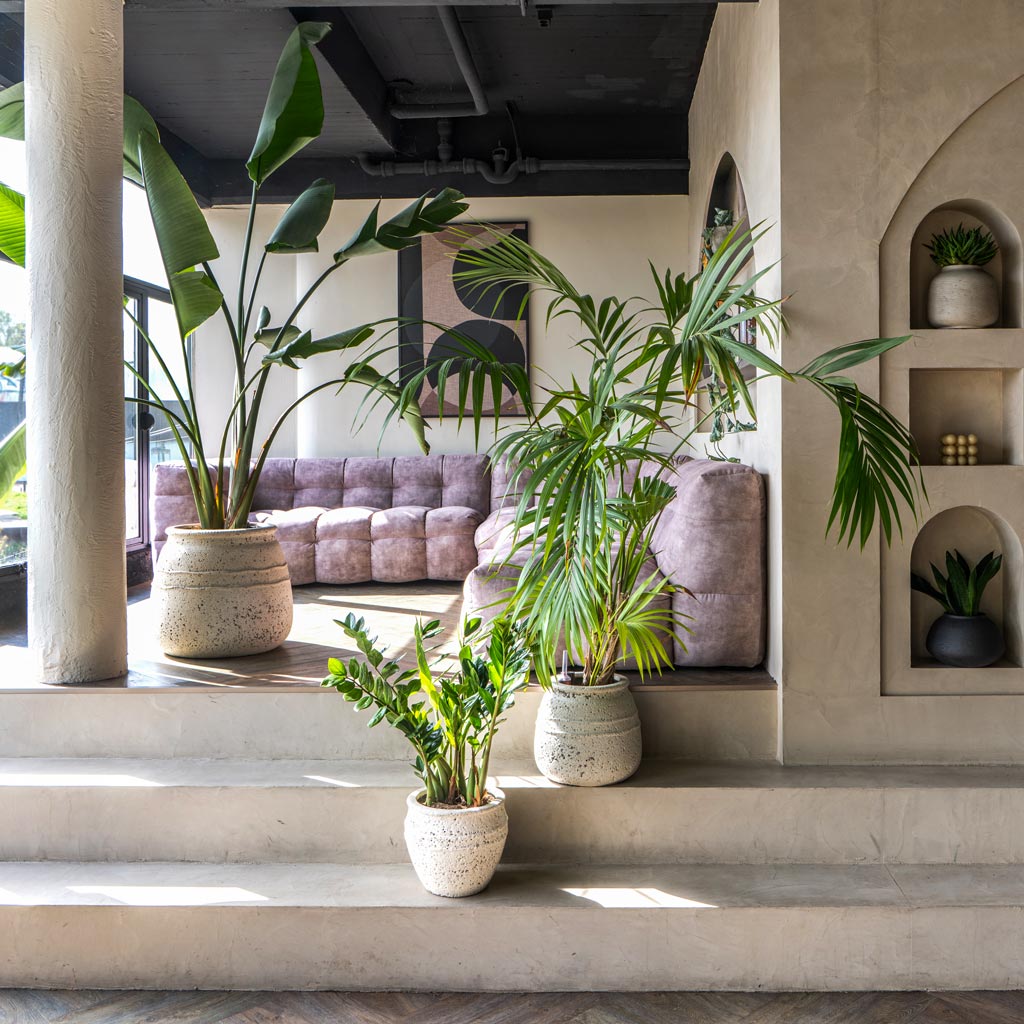 Strelitzia Kentia Palm & ZZ In Hestia Chalk White Planter 