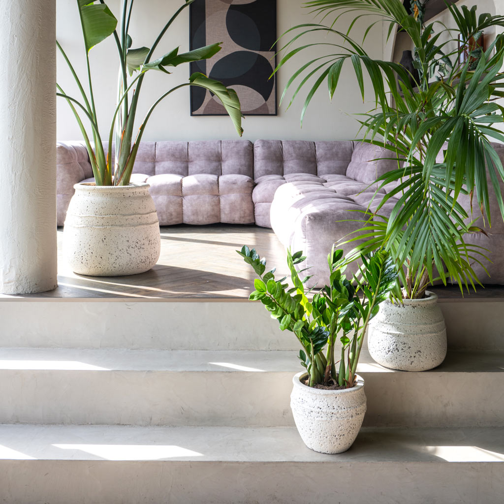Strelitzia Kentia Palm & ZZ In Hestia Chalk White Planter 