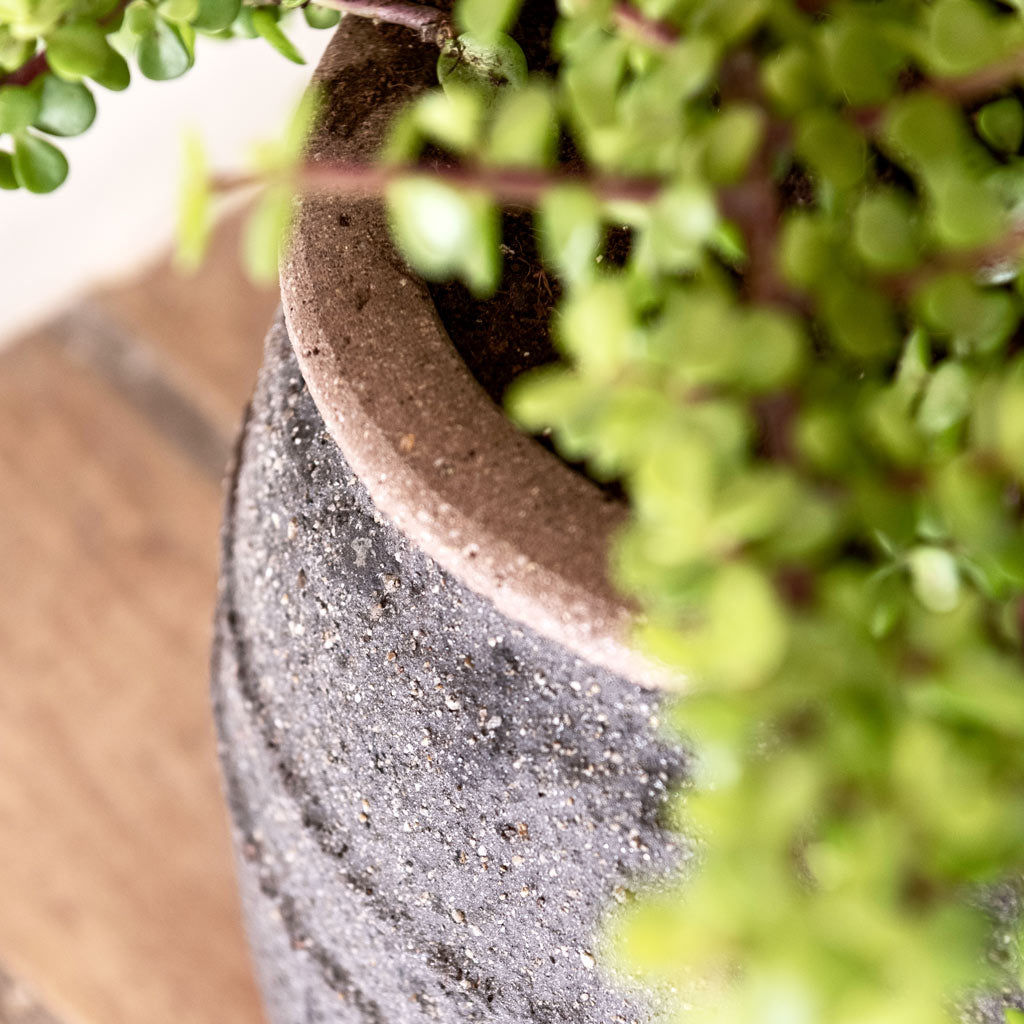 Hestia Mediterranean Umber Brown Crassula Close Up 