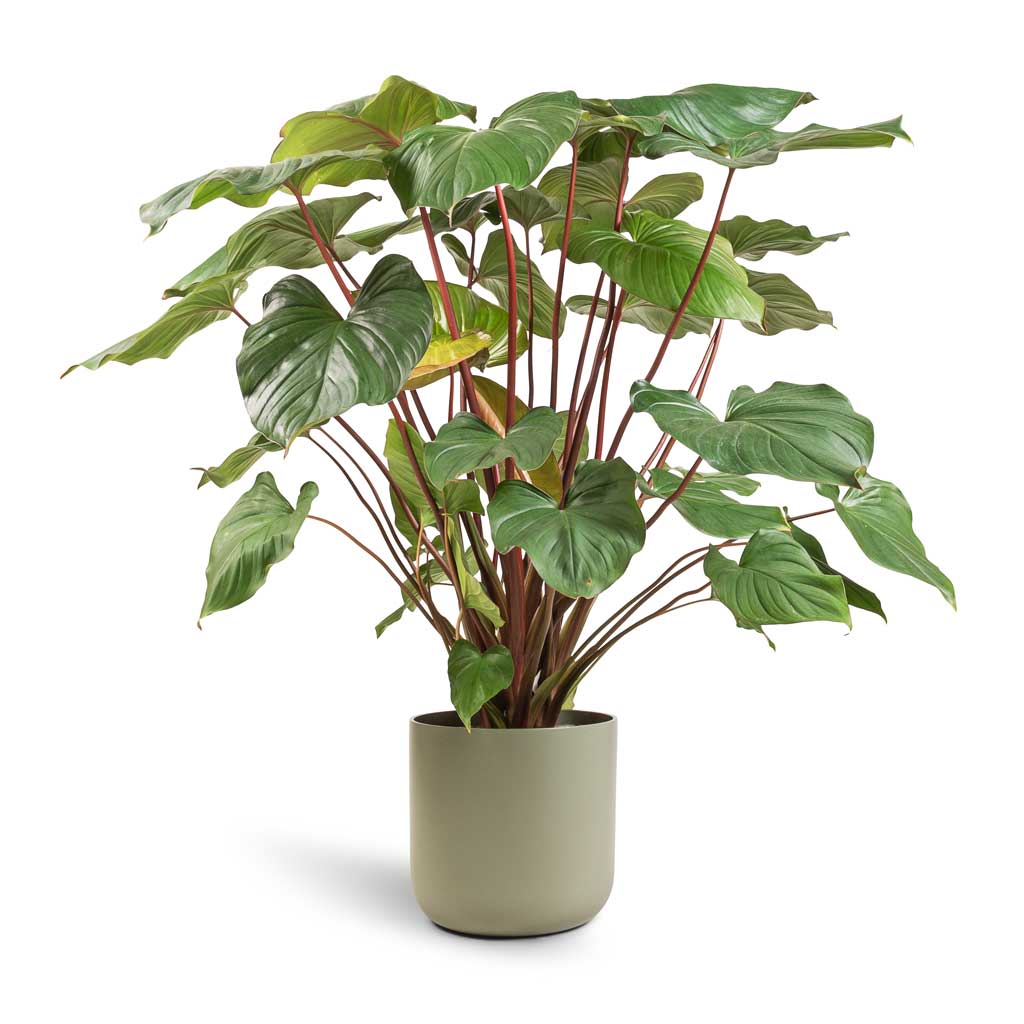 Homalomena rubescens Maggy - Shield Plant & Lisbon Plant Pot - Sage