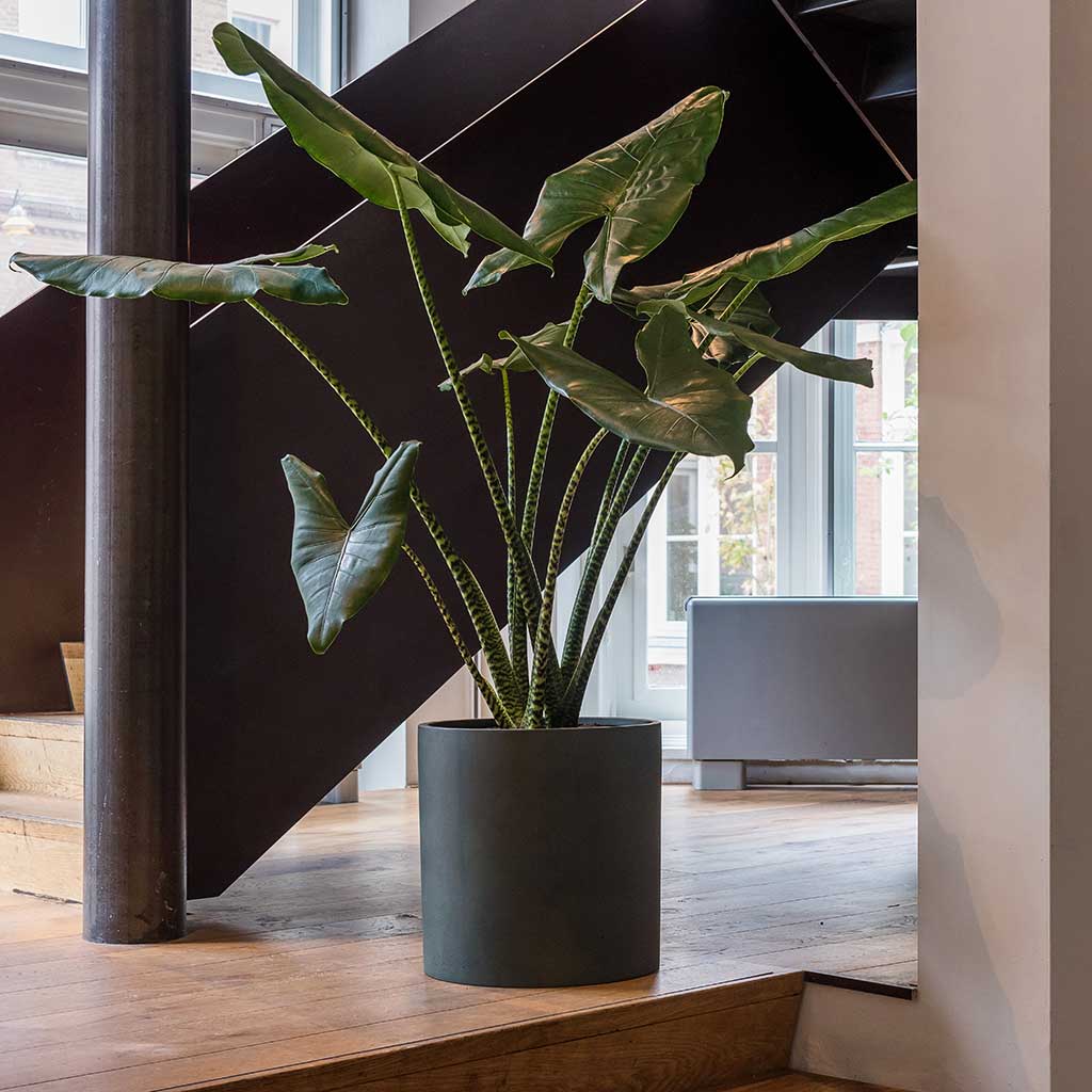 Houseplants, Plant Pots & Planters