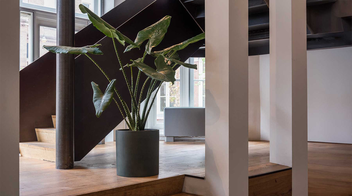 Houseplants, Plant Pots & Planters