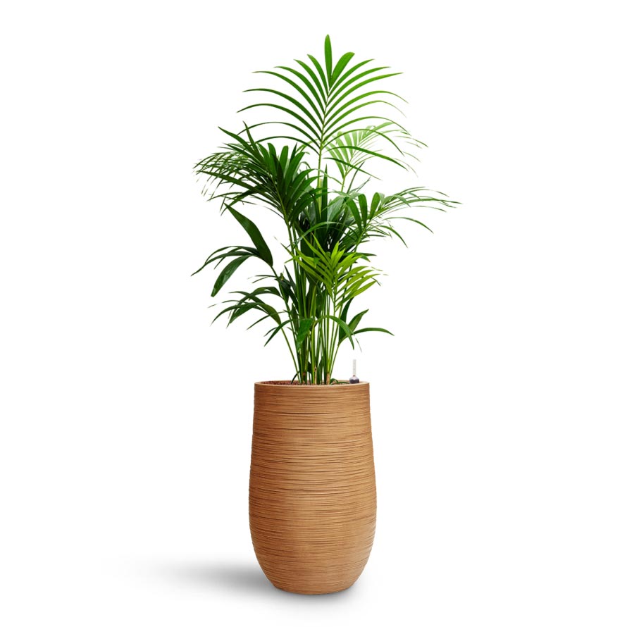 Howea - Kentia Palm - HydroCare & Dune Partner Planter - Almond