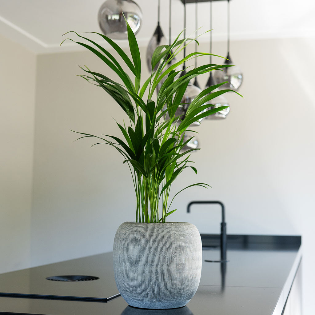 Howea Forsteriana Kentia In Roxan Pot Concrete