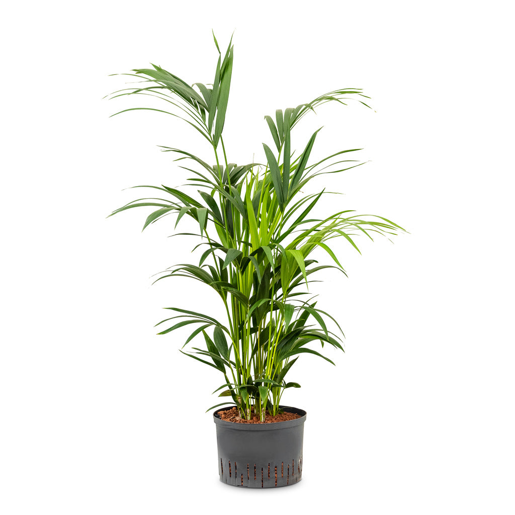 Howea - Kentia Palm - HydroCare - 28/19 x 120cm