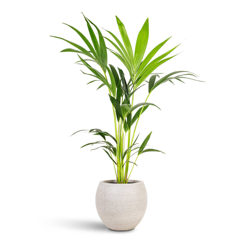 Howea forsteriana Kentia 17x80cm House Plant In Abby Ridged Pot Cement 23x20cm