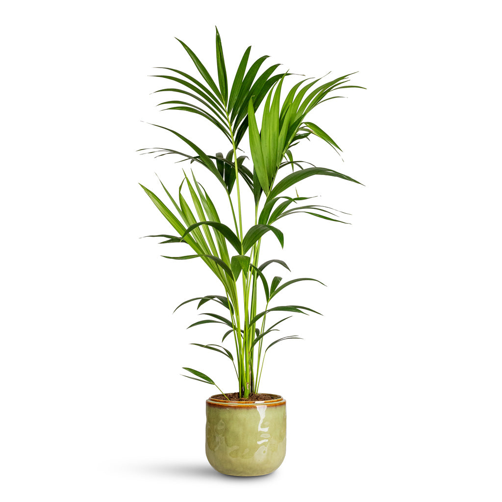 Howea forsteriana Kentia In  Mabel Pot Sage 