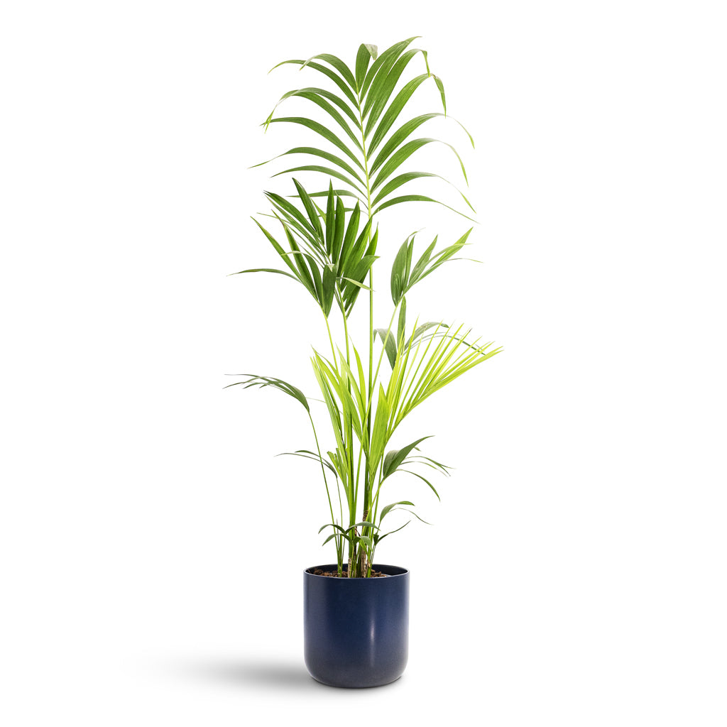 Howea forsteriana Kentia 24x140cm House Plant In Lisbon Pot French Navy 26x26cm