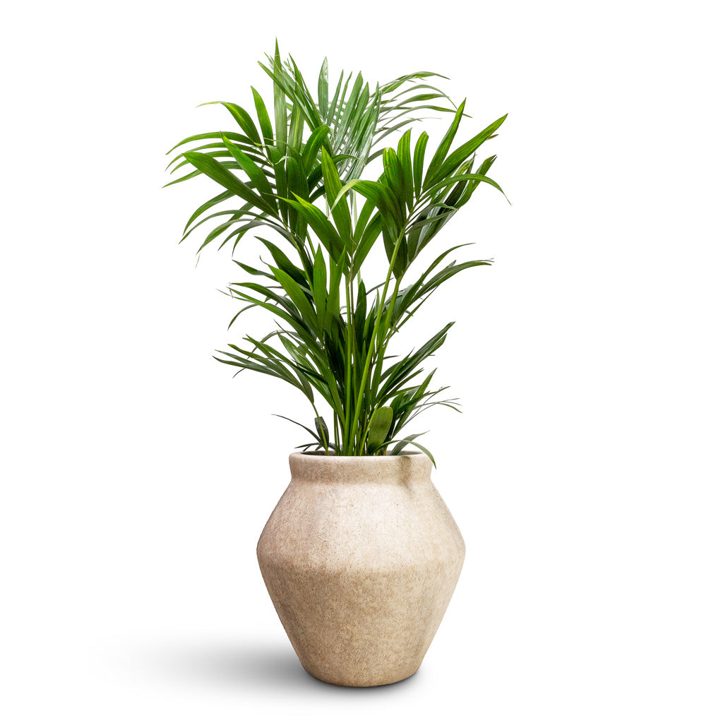 Howea forsteriana Kentia Palm - 24x140cm & Fleuri Mineral Tall Planter Travertine - 55x68cm