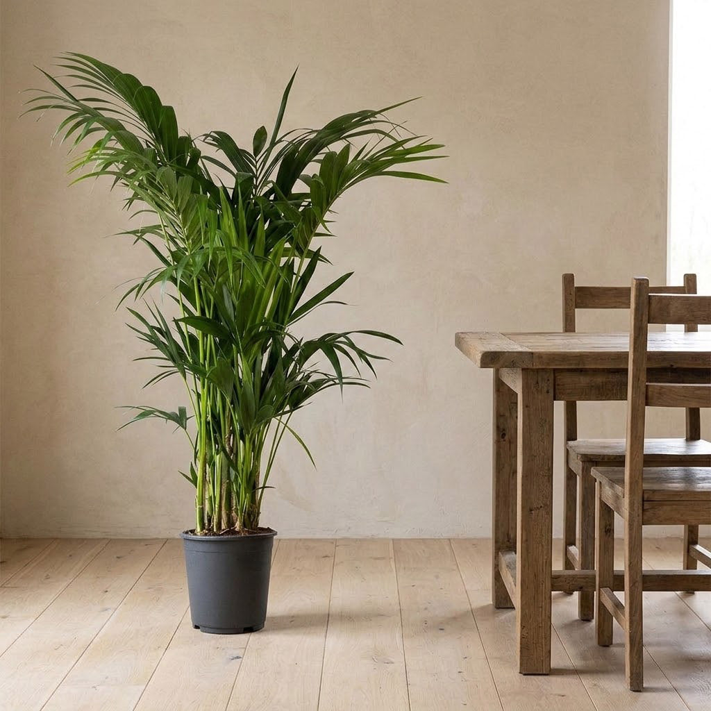Howea forsteriana Kentia Palm 27x150cm
