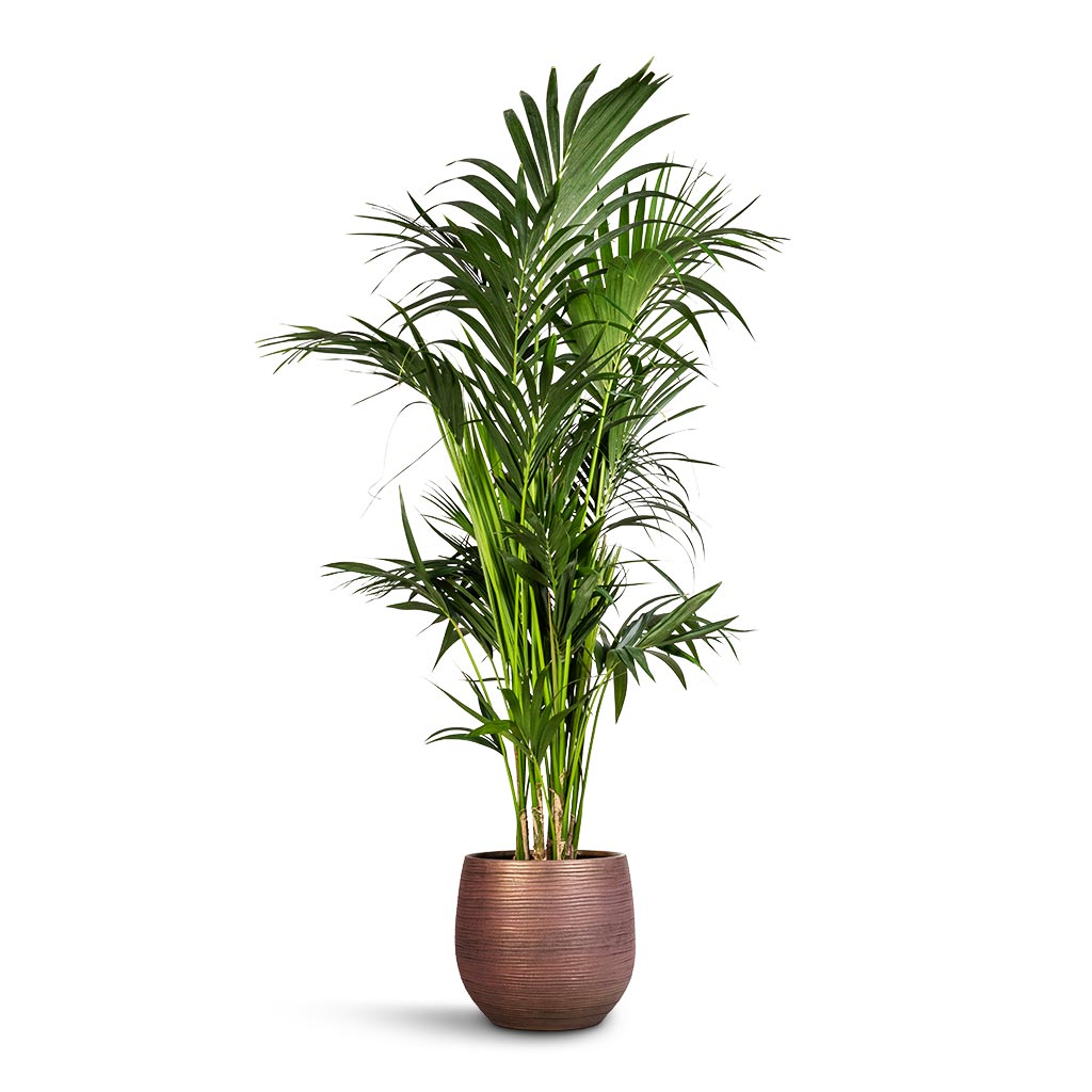 Howea forsteriana - Kentia Palm & Lydia Plant Pot - Shiny Purple