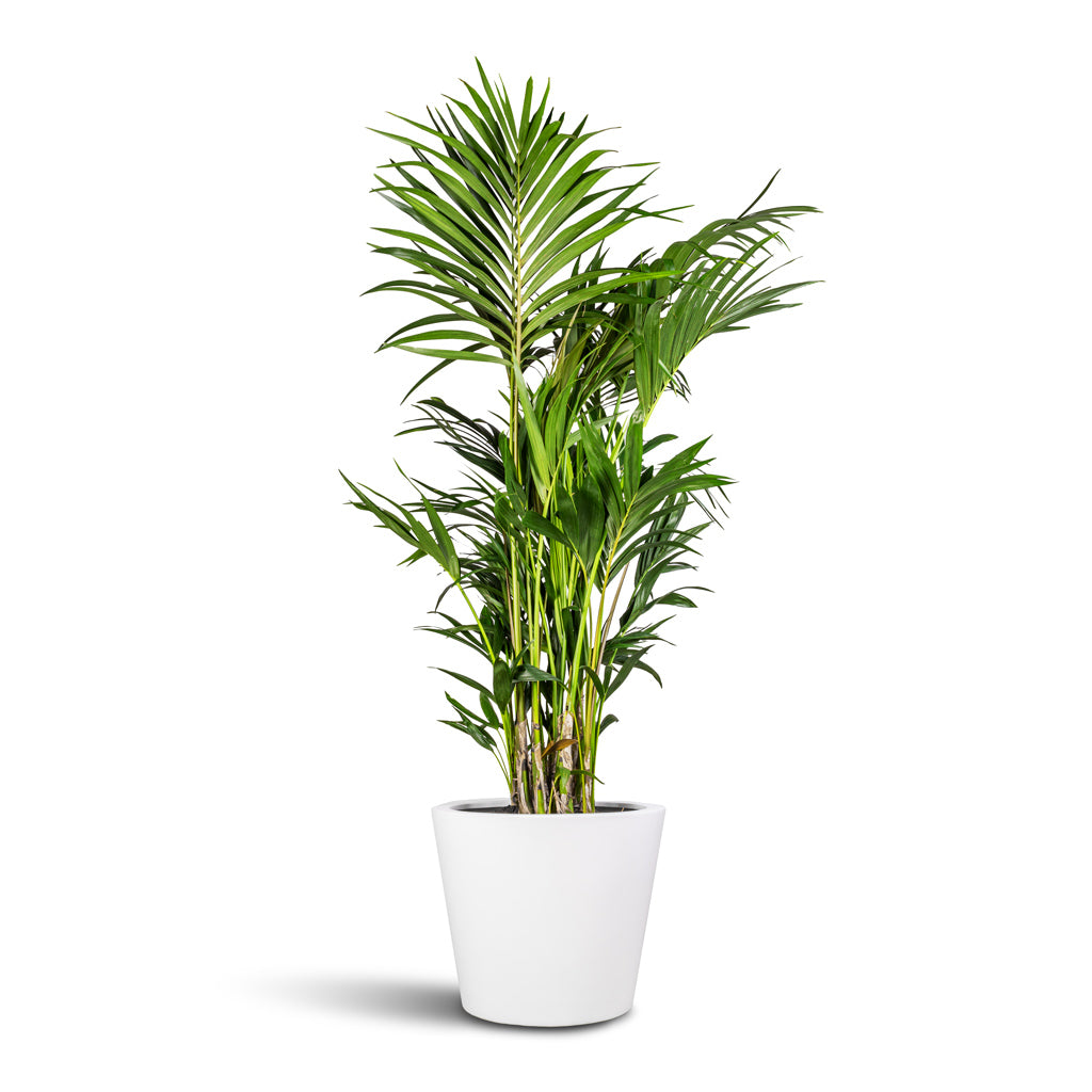 Bucket Essentials Planter - Matt White XXL