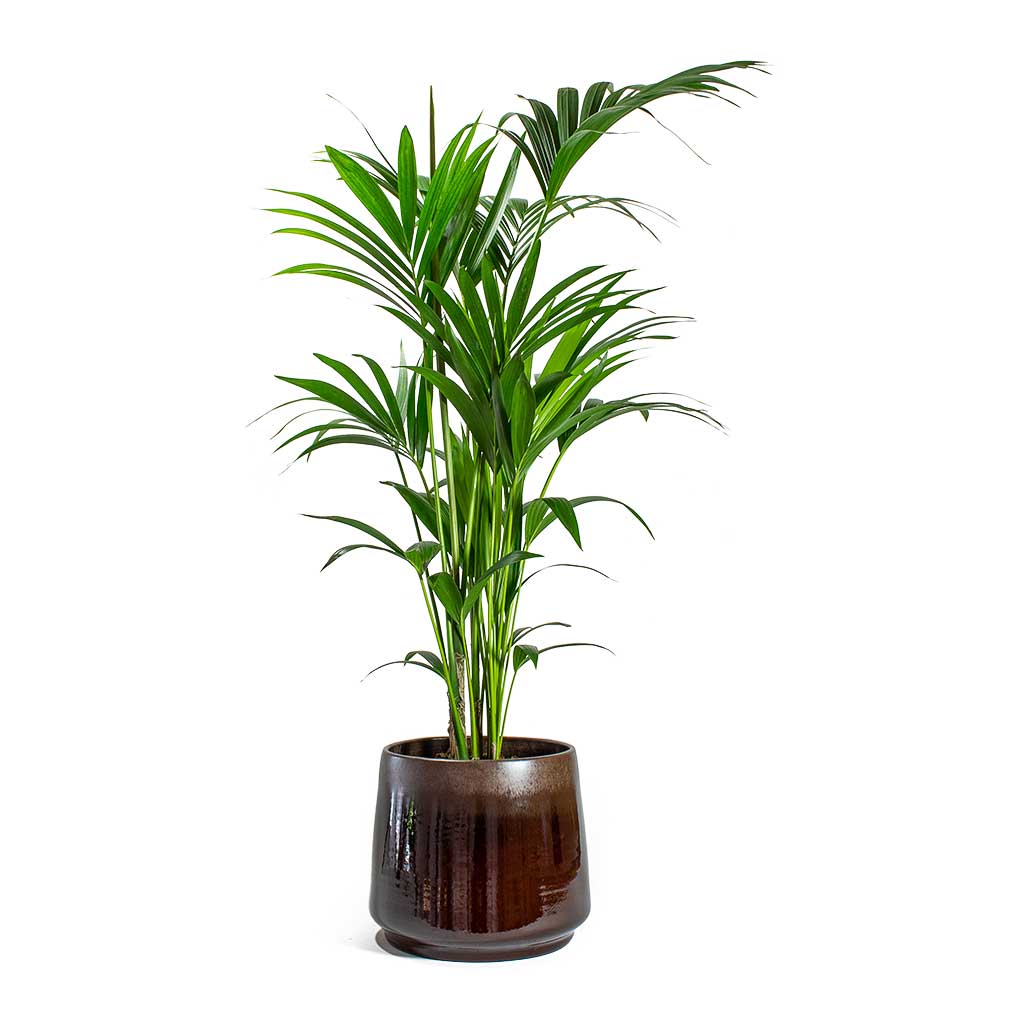 Indoor Palm Trees