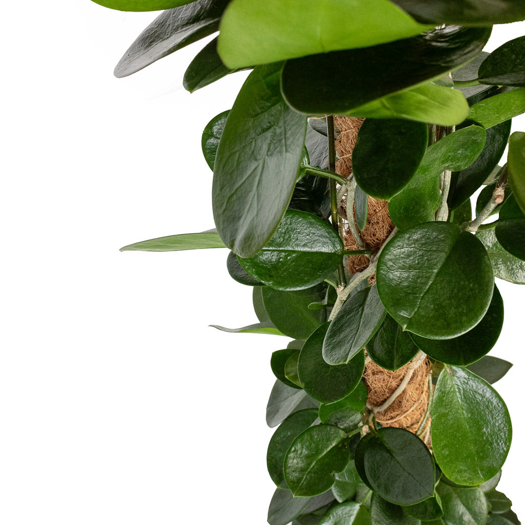 Hoya australis - Common Wax Flower - Column & Helle Plant Pot - Natural