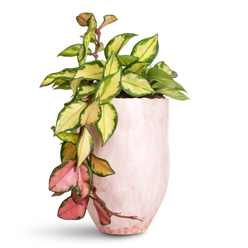 Hoya carnosa Tricolor - 12x20cm In Davide Pot Mauve Mist - 15x20cm
