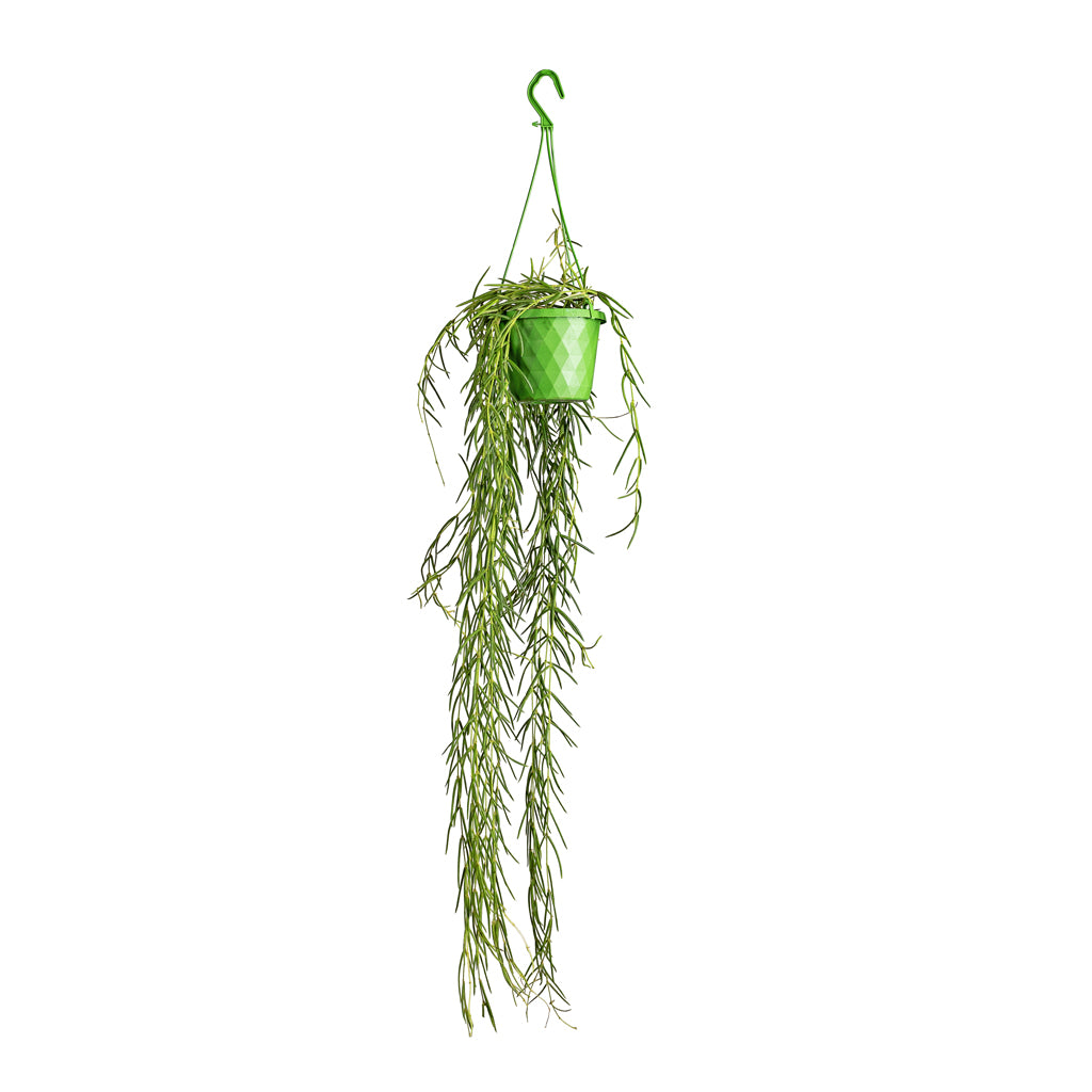 Hoya linearis - Linear Porcelain Plant - 14 x 40cm