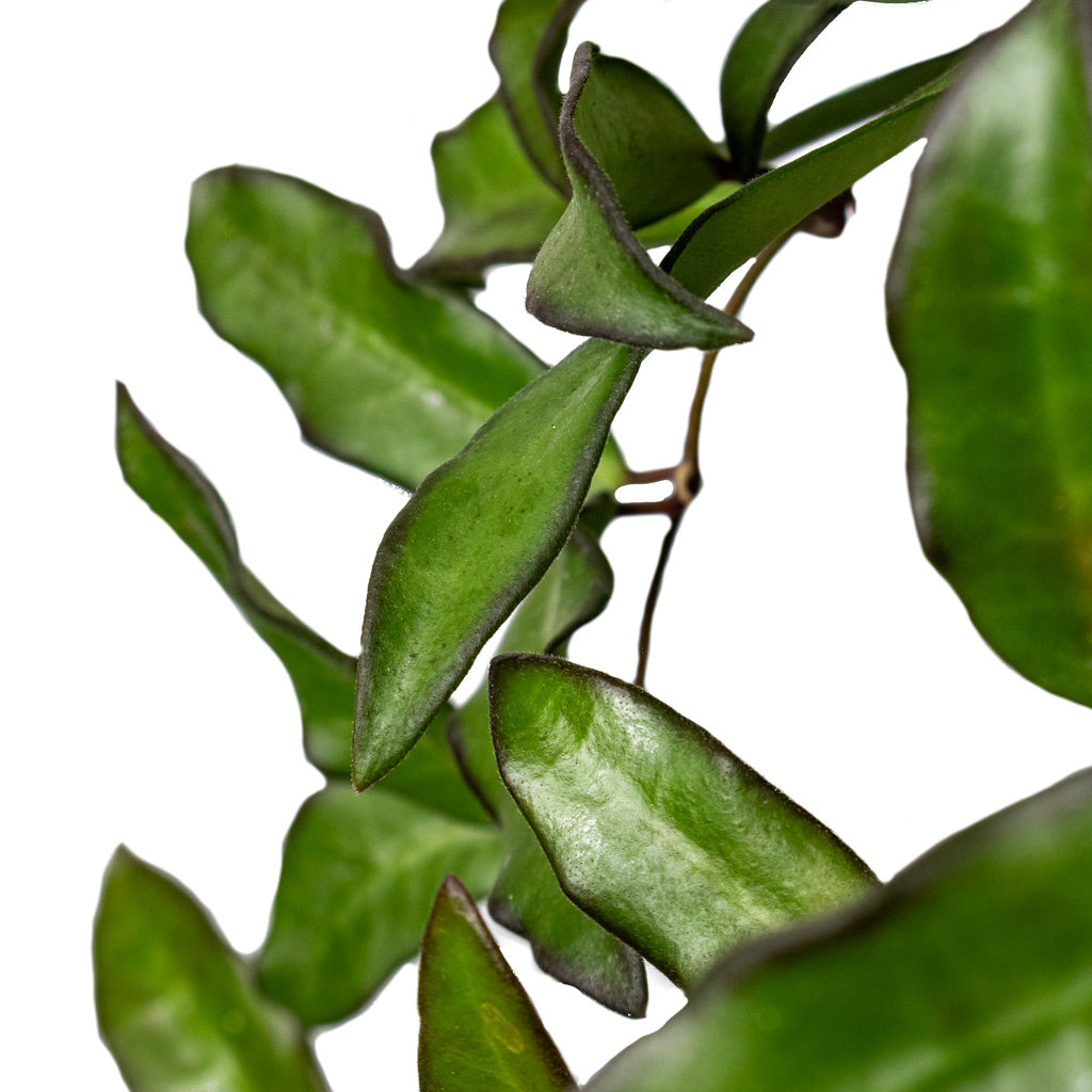 Hoya rosita - Tropical Wax Plant & Patt Hanging Plant Pot - Black Washed