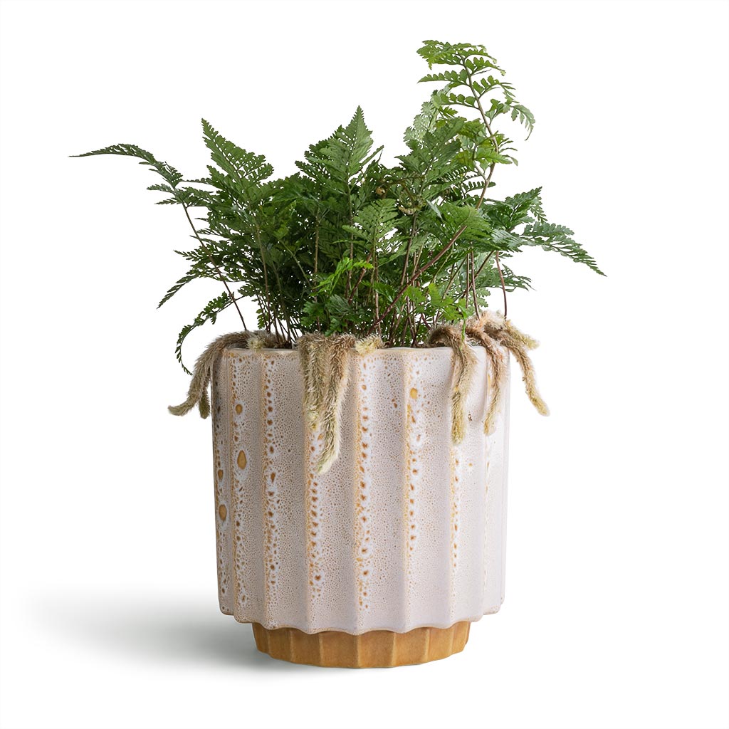 Humata tyermannii - White Rabbit's Foot Fern &amp; Lugano Scalloped Plant Pot - Mustard
