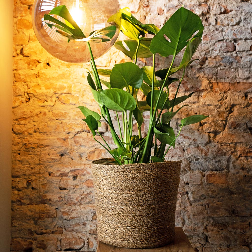 Igmar Plant Basket - Natural & Monstera Deliciosa