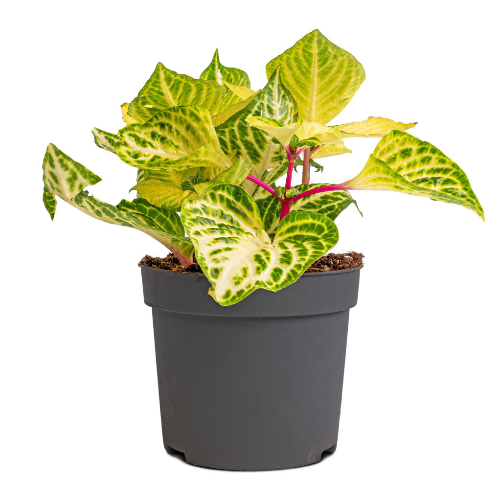 Iresine herbstii Rich Goldstar - Yellow Bloodleaf