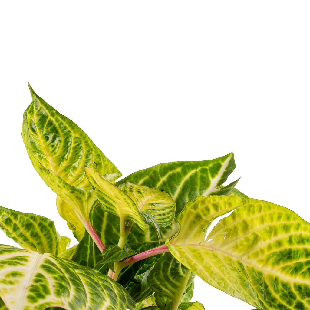 Iresine herbstii Rich Goldstar Yellow Bloodleaf - 13x25cm & Lindy Plant Pot Ochre - 16x13cm