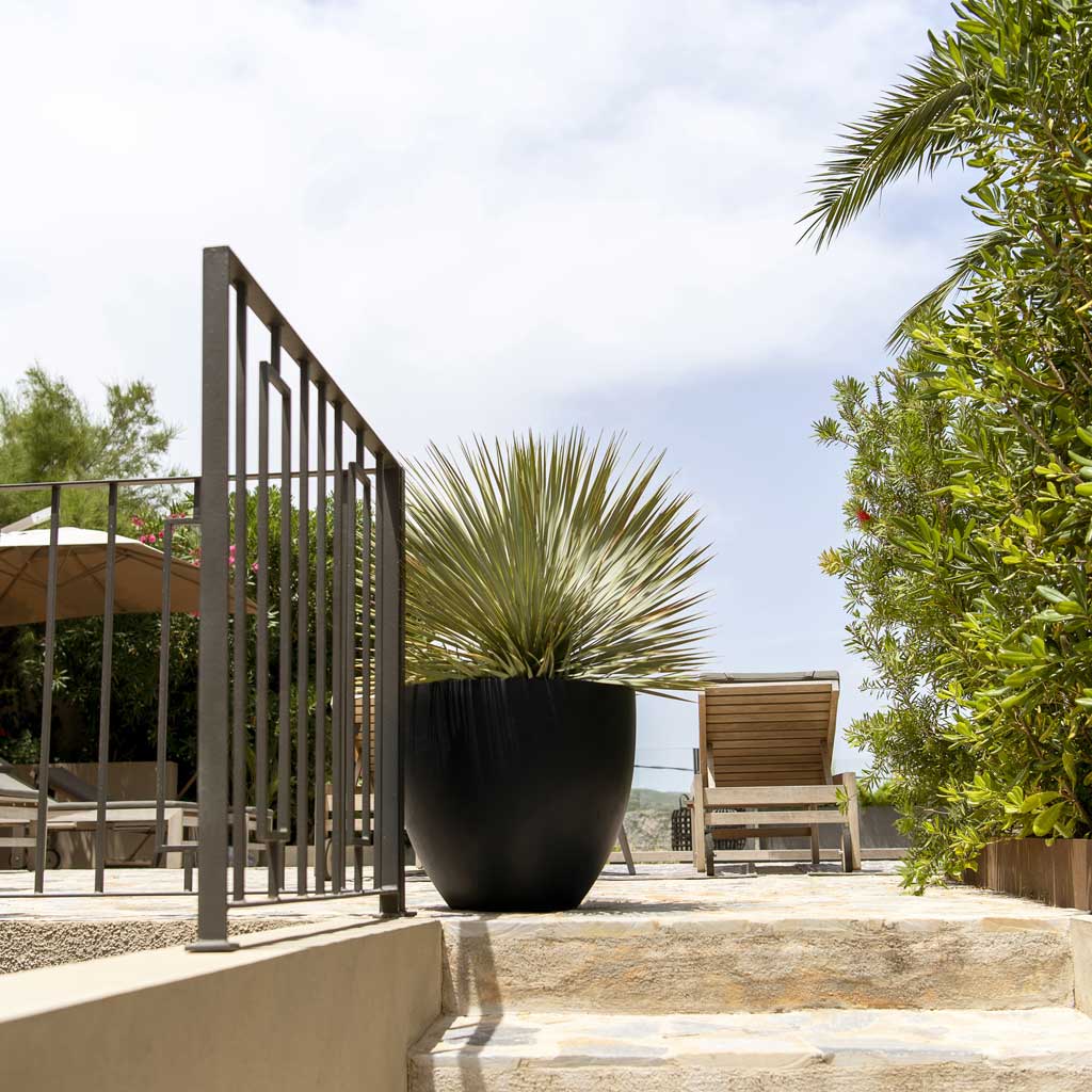Jesslyn Natural Planter - Black & Cordyline Outdoor