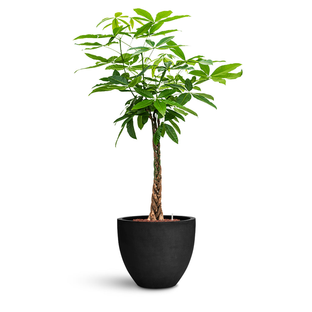 Jesslyn Natural Planter - Large Plant Display