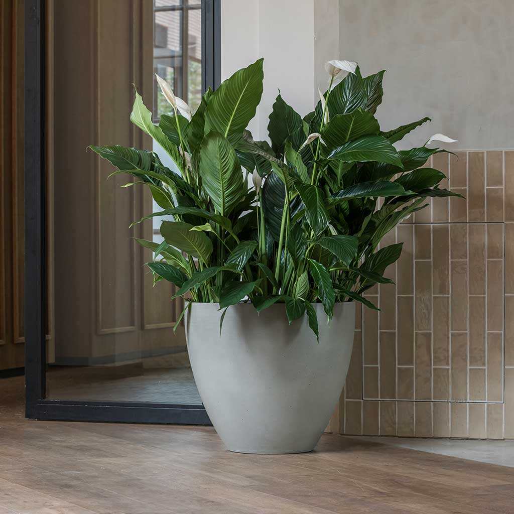 Jesslyn Refined Planter Clouded Grey 2XLarge