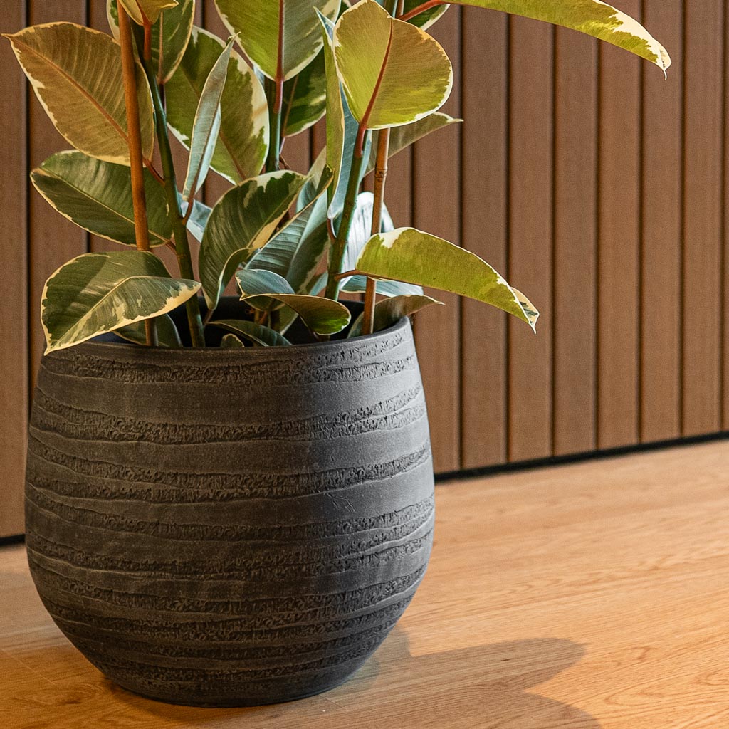 Ficus Elastica Tineke In Joyce Anthracite 