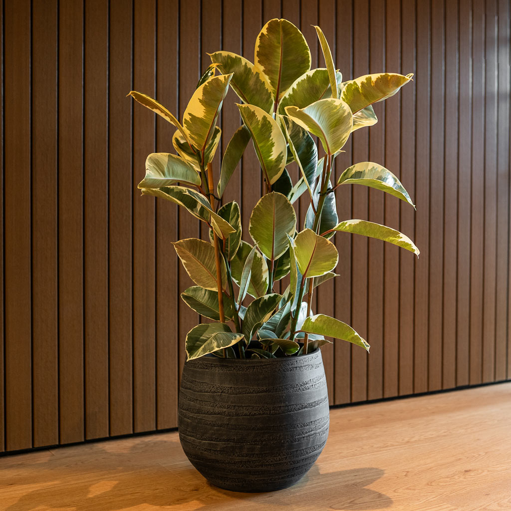 Ficus Elastica Tineke Variegated Rubber Plant In Joyce Plant Pot Anthracite 