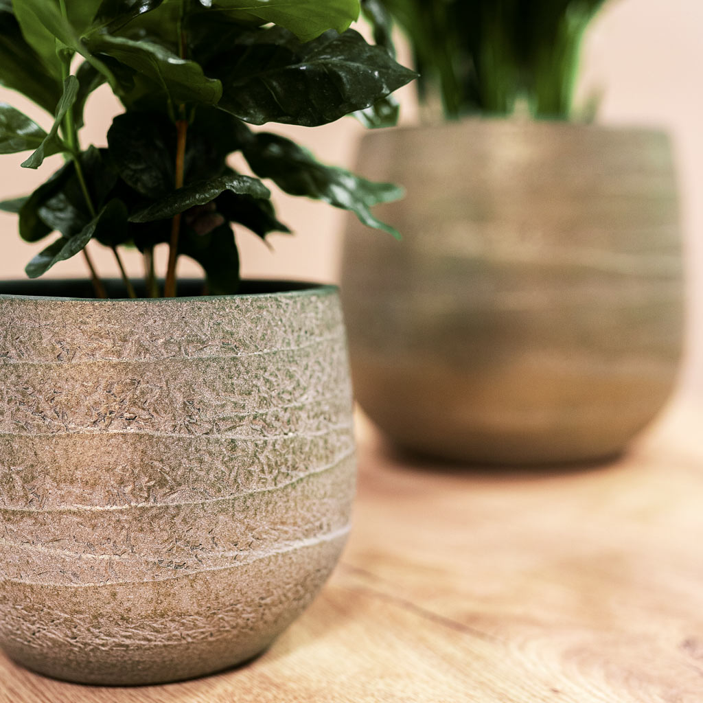 Coffee Plant In Joyce Shiny Olive Plant Pot 
