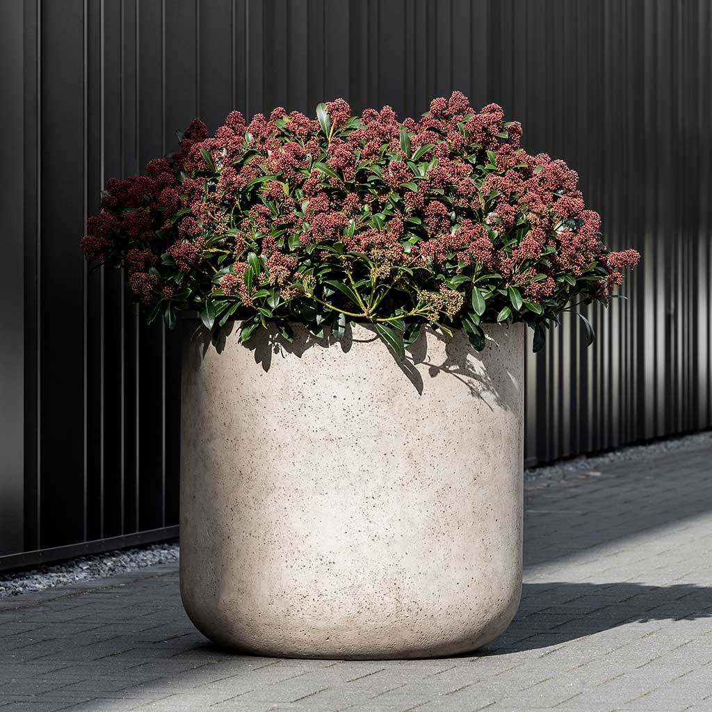 Jumbo Urban Charlie Planter