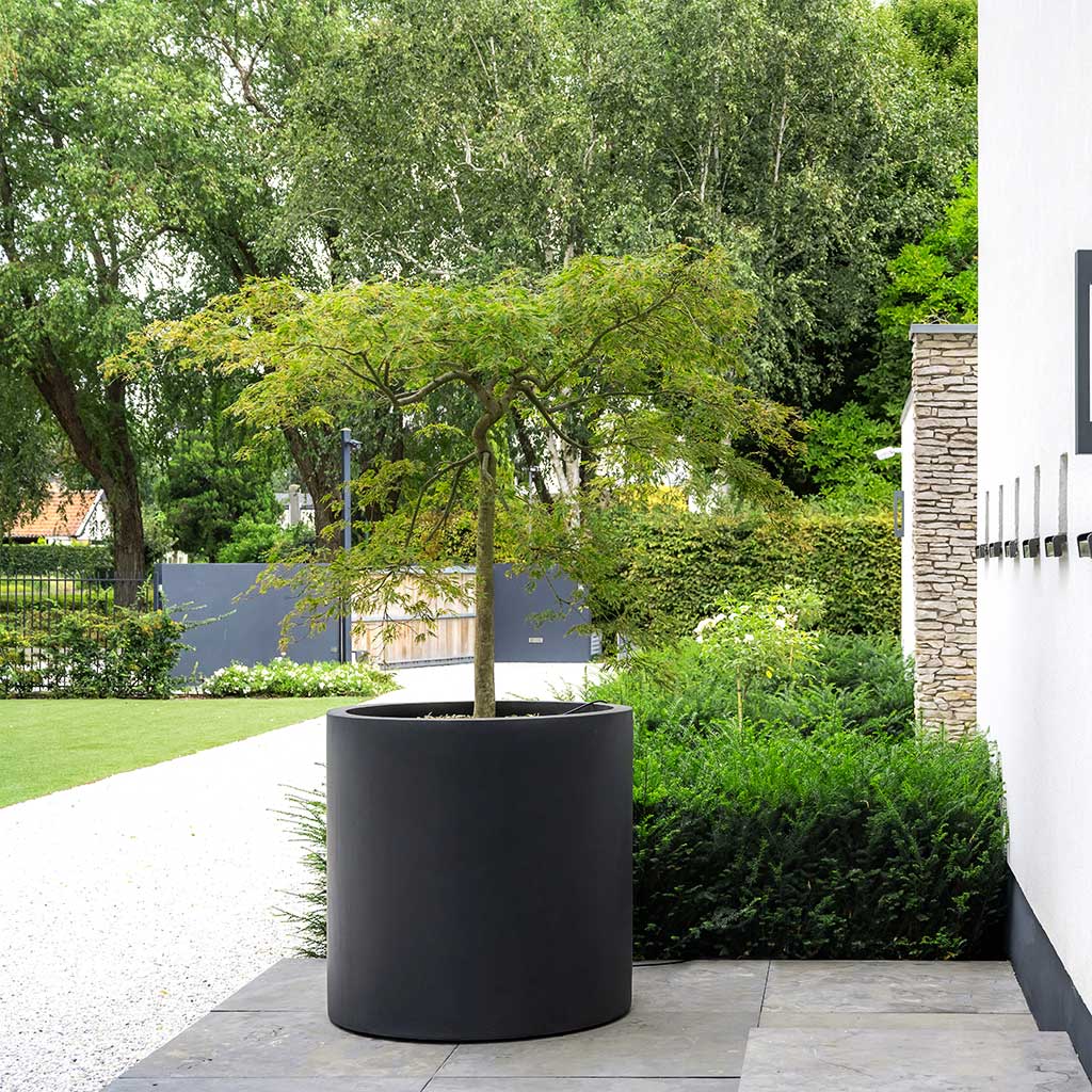Jumbo Max Natural Planter Black & Outdoor Tree