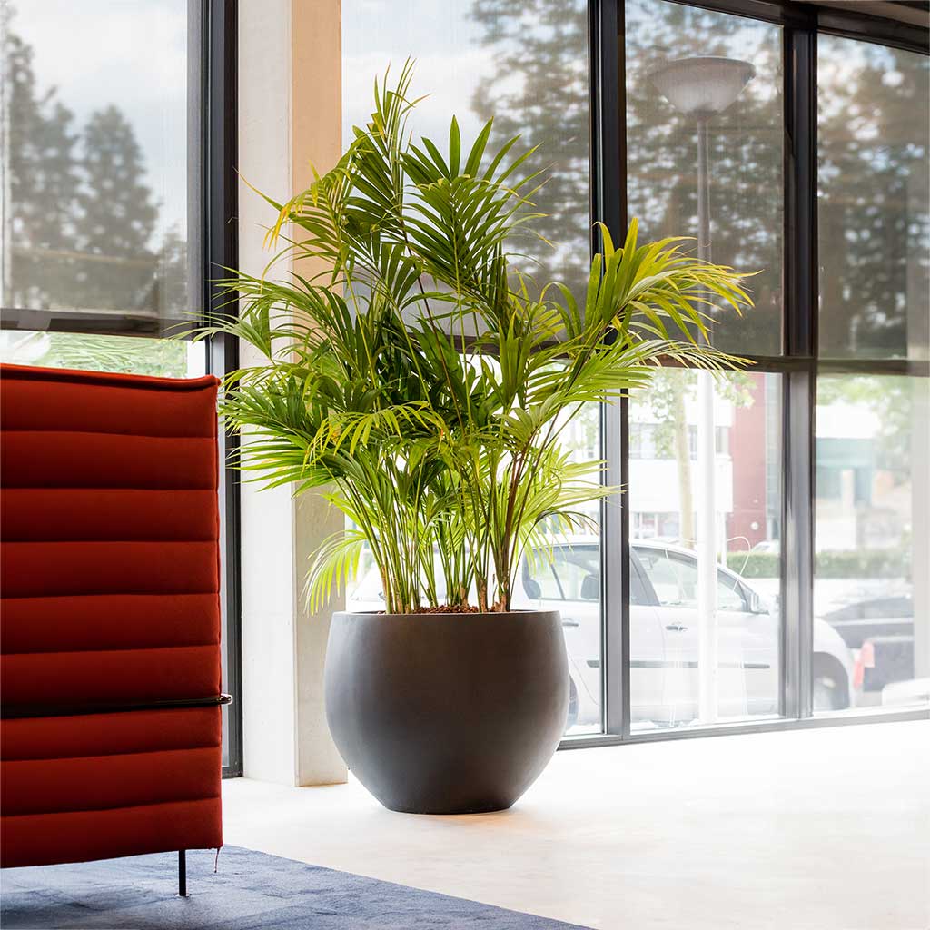 Jumbo Orb Natural Orb Planter Black & Kentia Palm