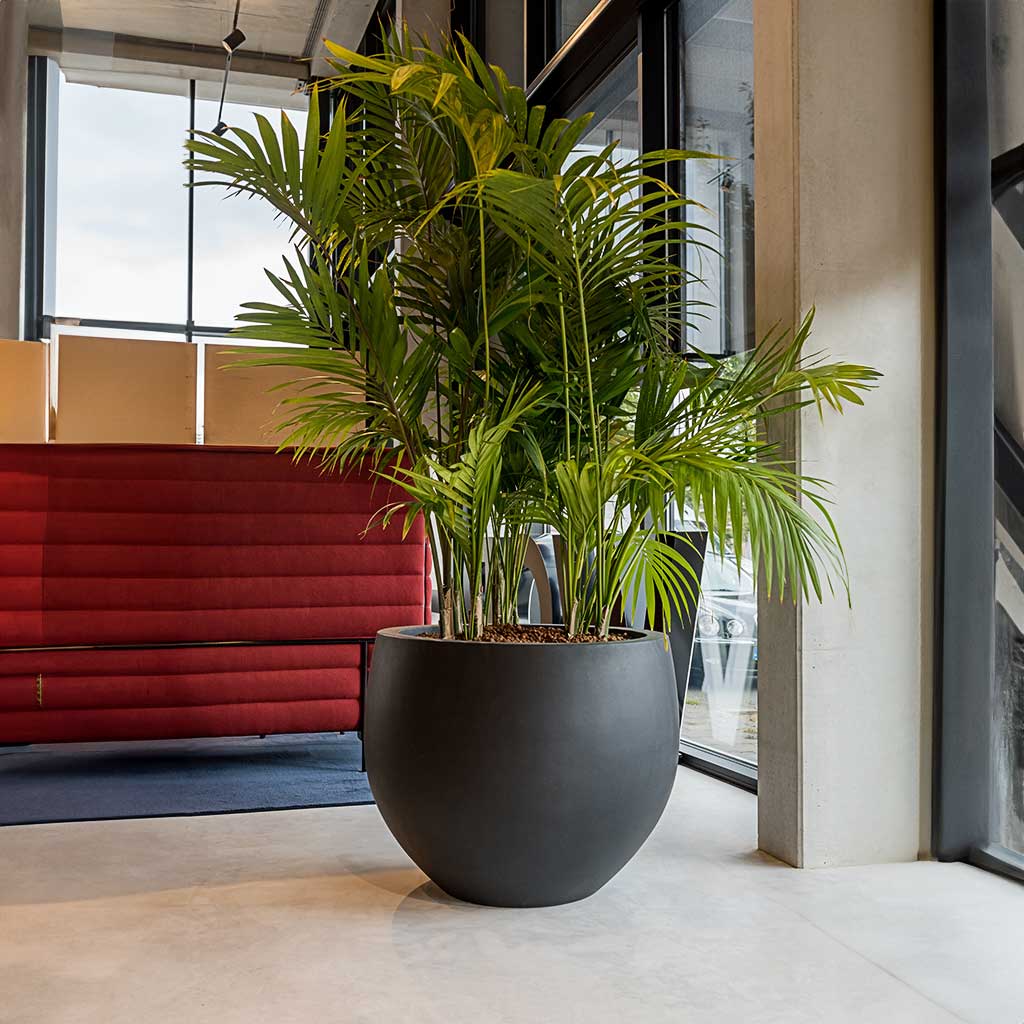 Jumbo Orb Natural Orb Planter Black & Office Palm