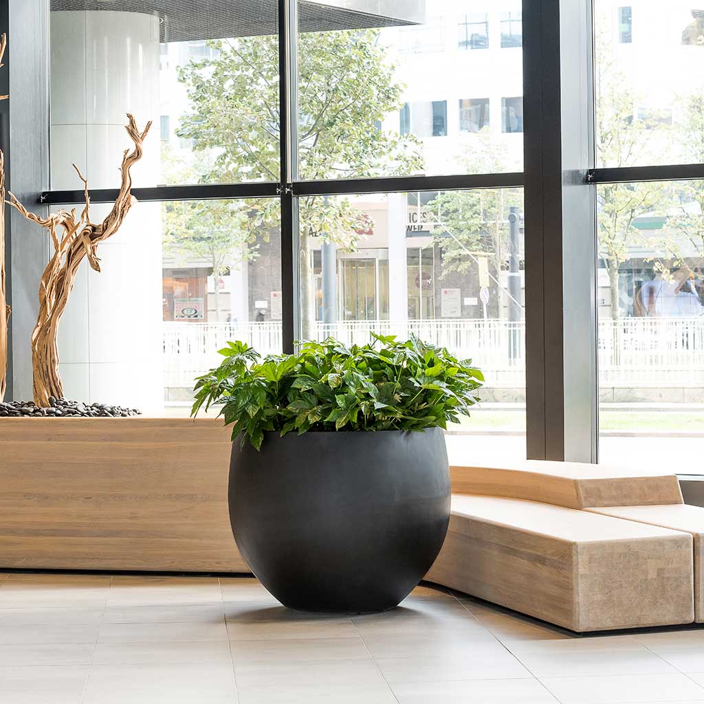 Jumbo Orb Natural-Orb Planter Black Office Reception Planter