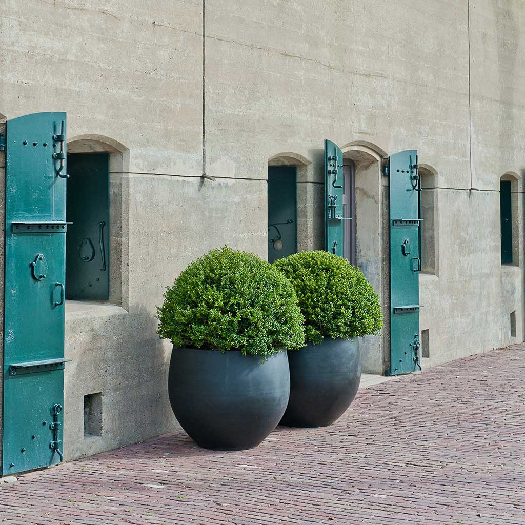 Jumbo Orb Natural Orb Planter Black & Outdoor Topiary