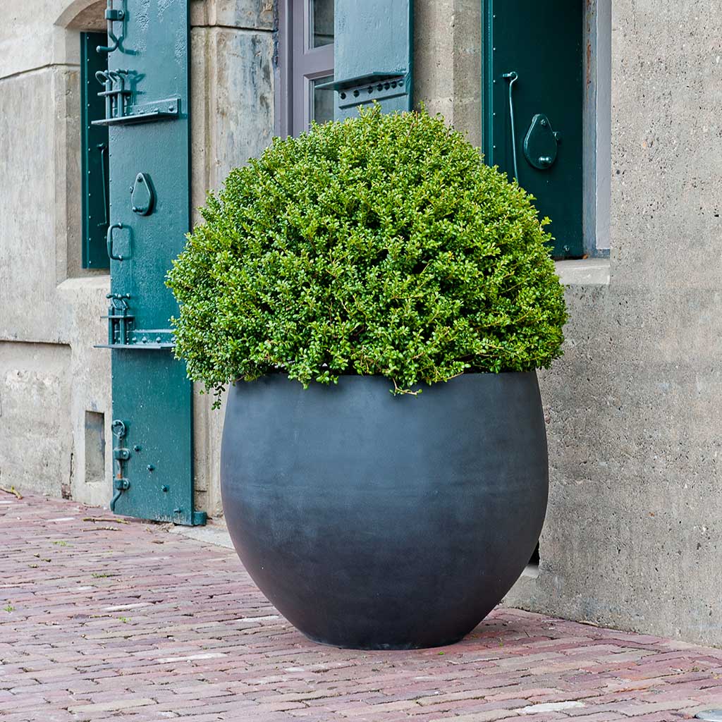 Jumbo Orb Natural Orb Planter Black Single Outdoor Planter