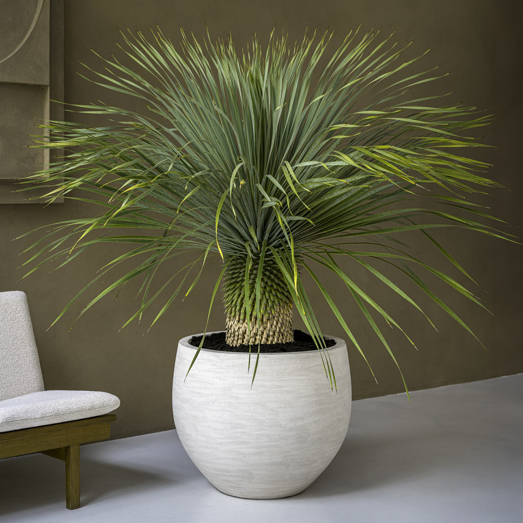 Jumbo Orb Planter Ivory Washed