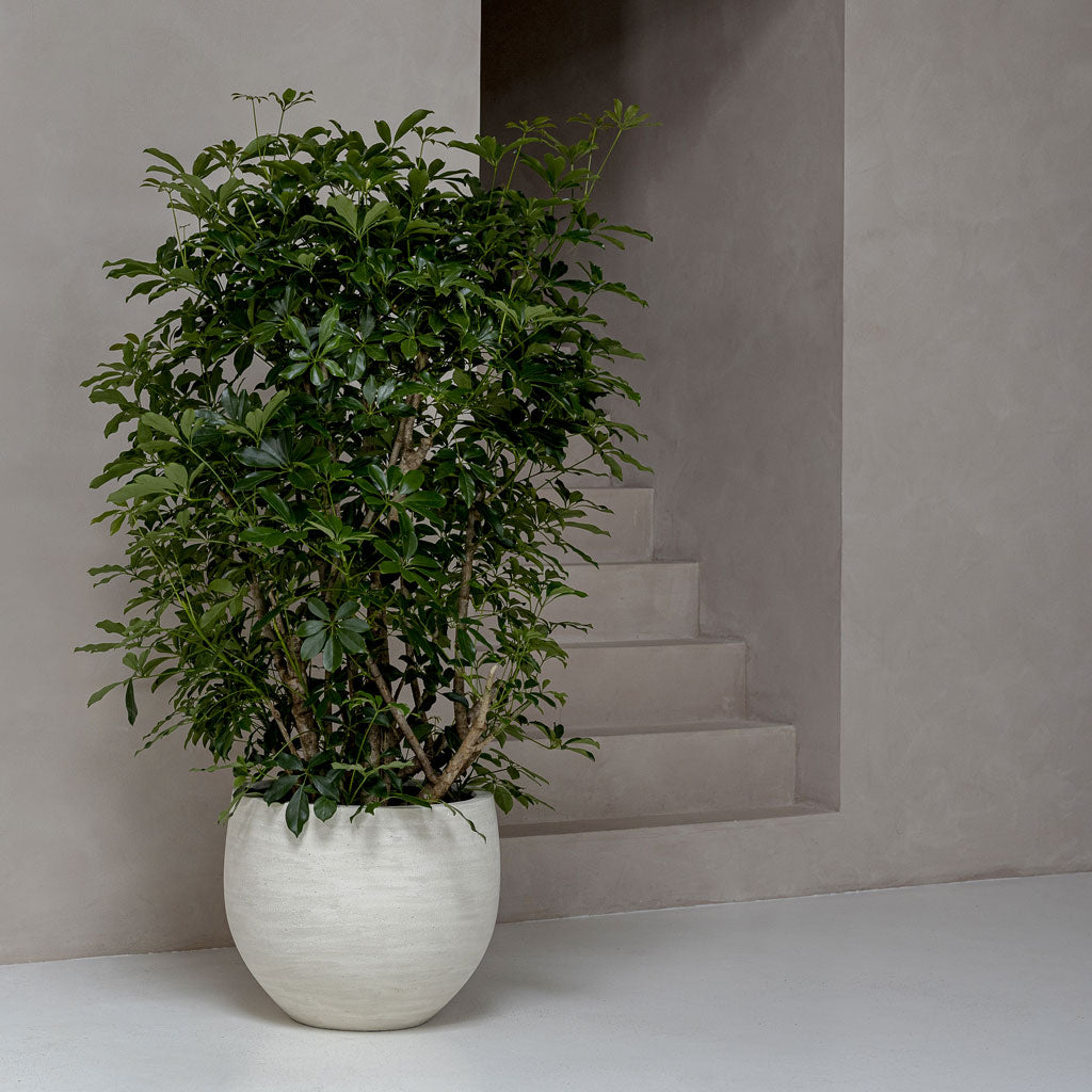 Jumbo Orb Planter Ivory Washed -   53x45cm
